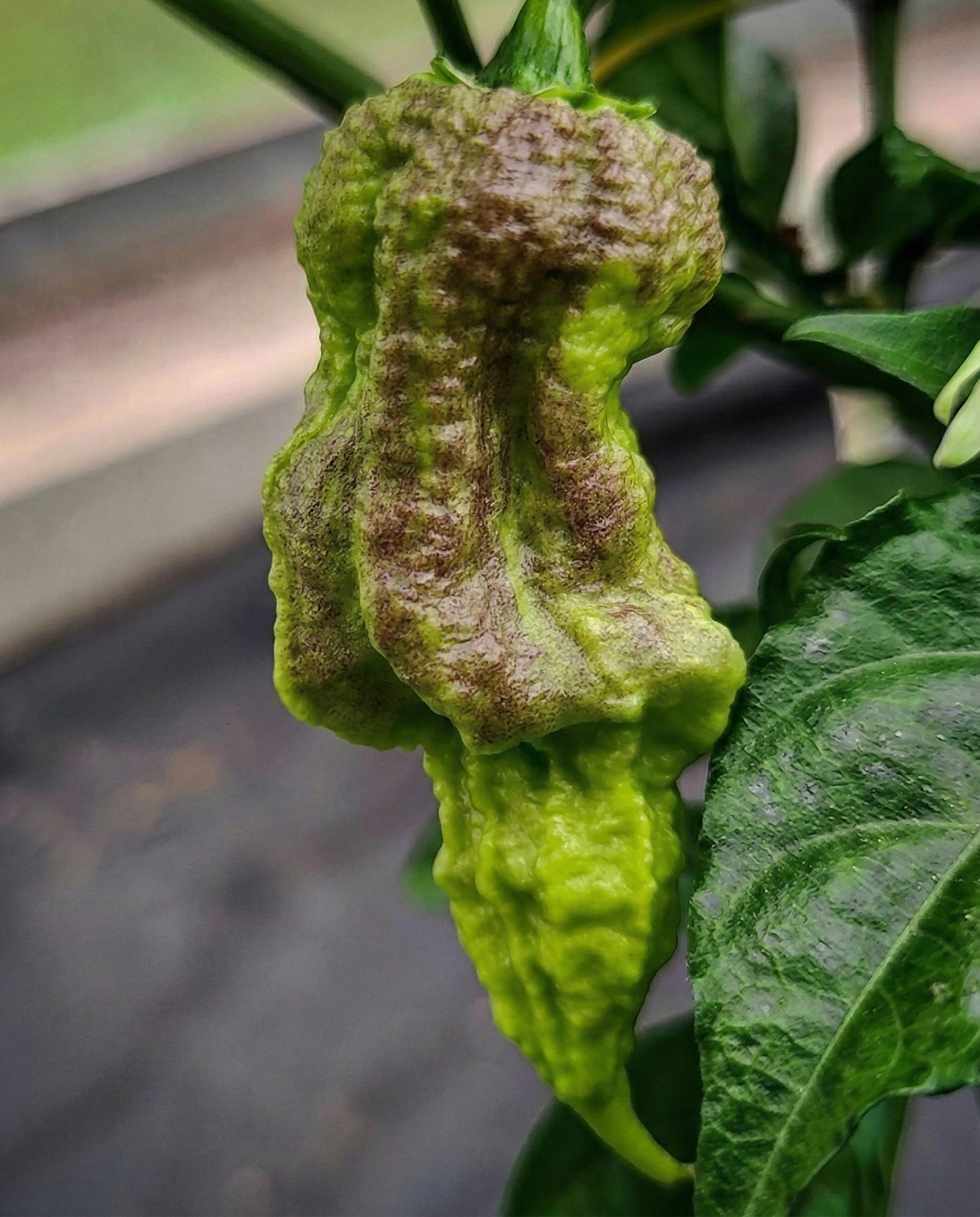 Sadenica 7 Pot Chernobyl Disaster