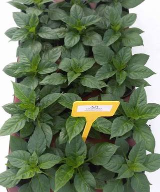 Sadenica Aji Charapita 2