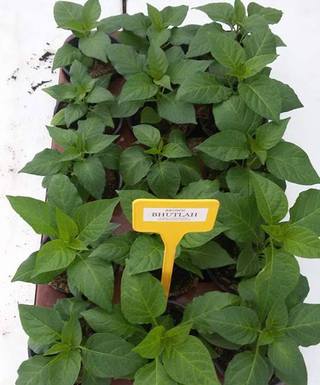 Sadenica Brown Bhutlah – detail hnedého plodu