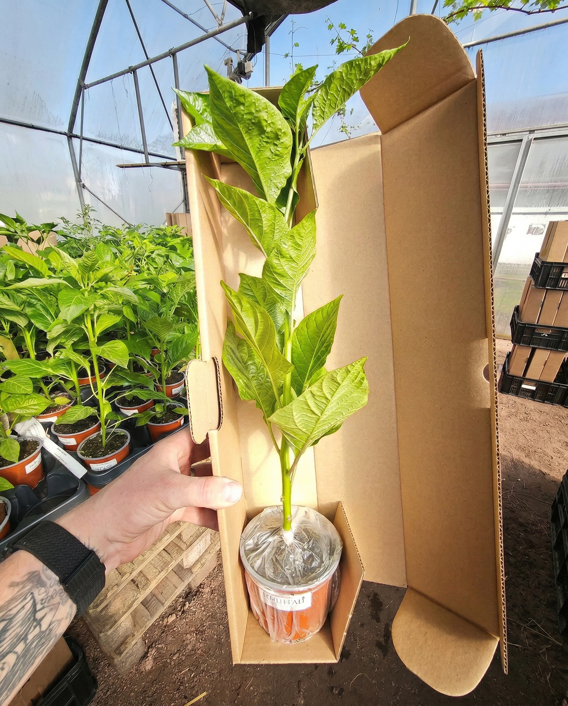 Sadenica Brown Bhutlah – dospelá rastlina chilli papriky