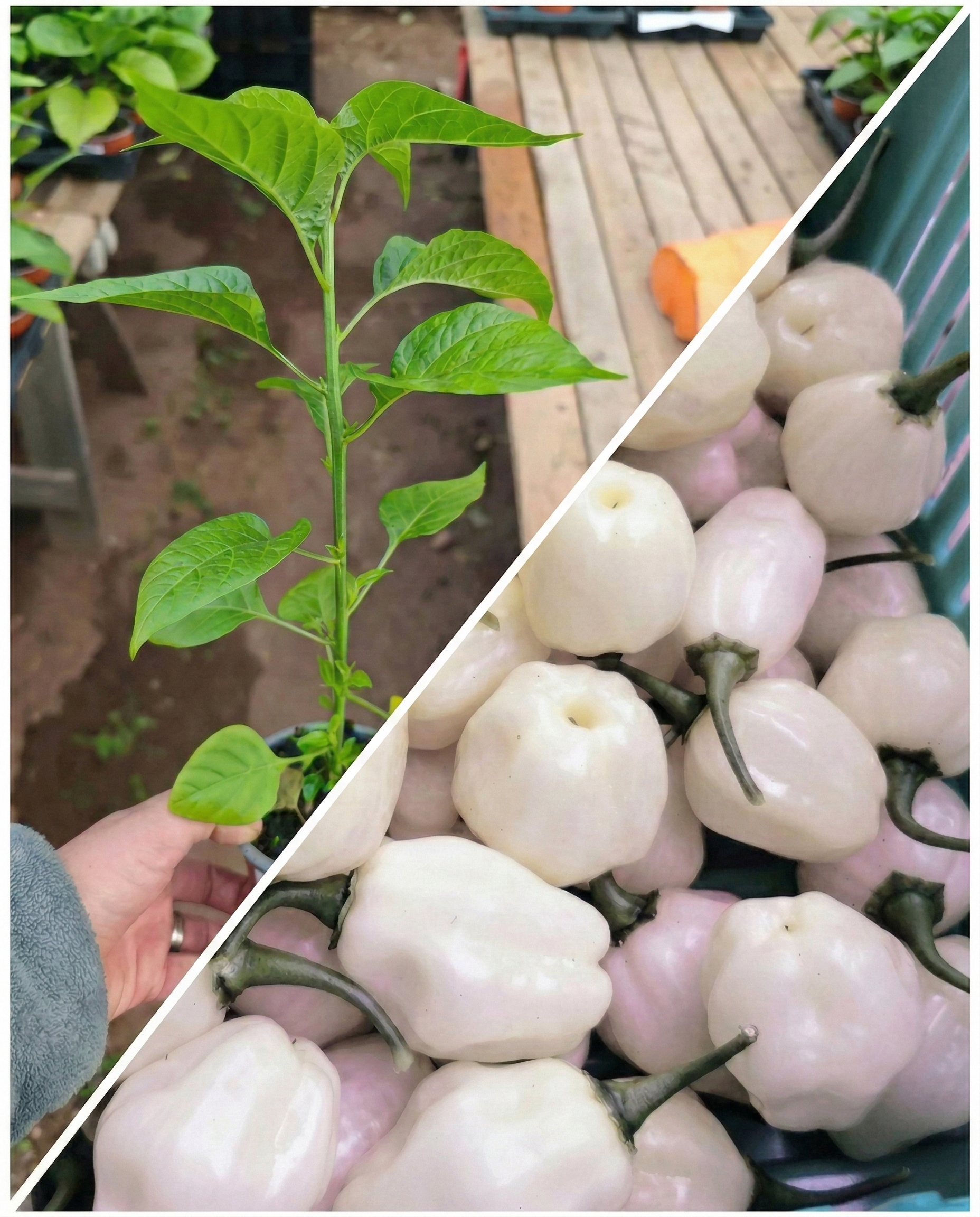 Sadenica Habanero Big Bullet – dospelá rastlina chilli papriky s mliečne bielymi plodmi