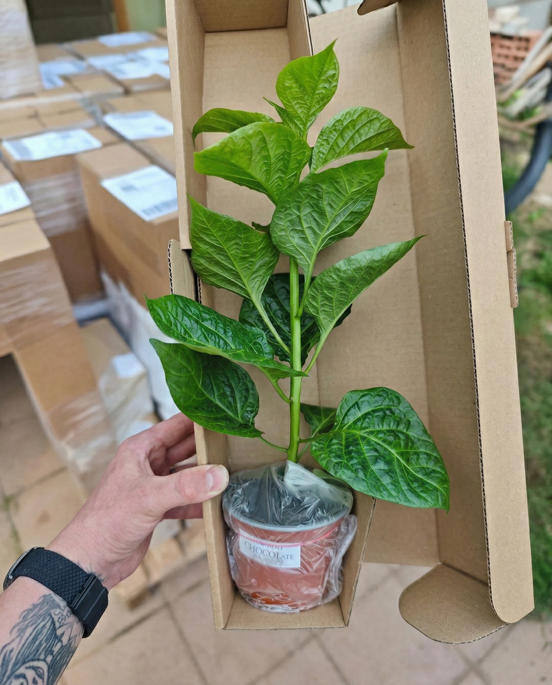 Sadenica Habanero Chocolate – dospelá rastlina chilli papriky s hnedými plodmi