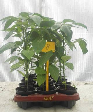 Sadenica Jalapeno Chichimeca – detail plodu s masívnou stenou