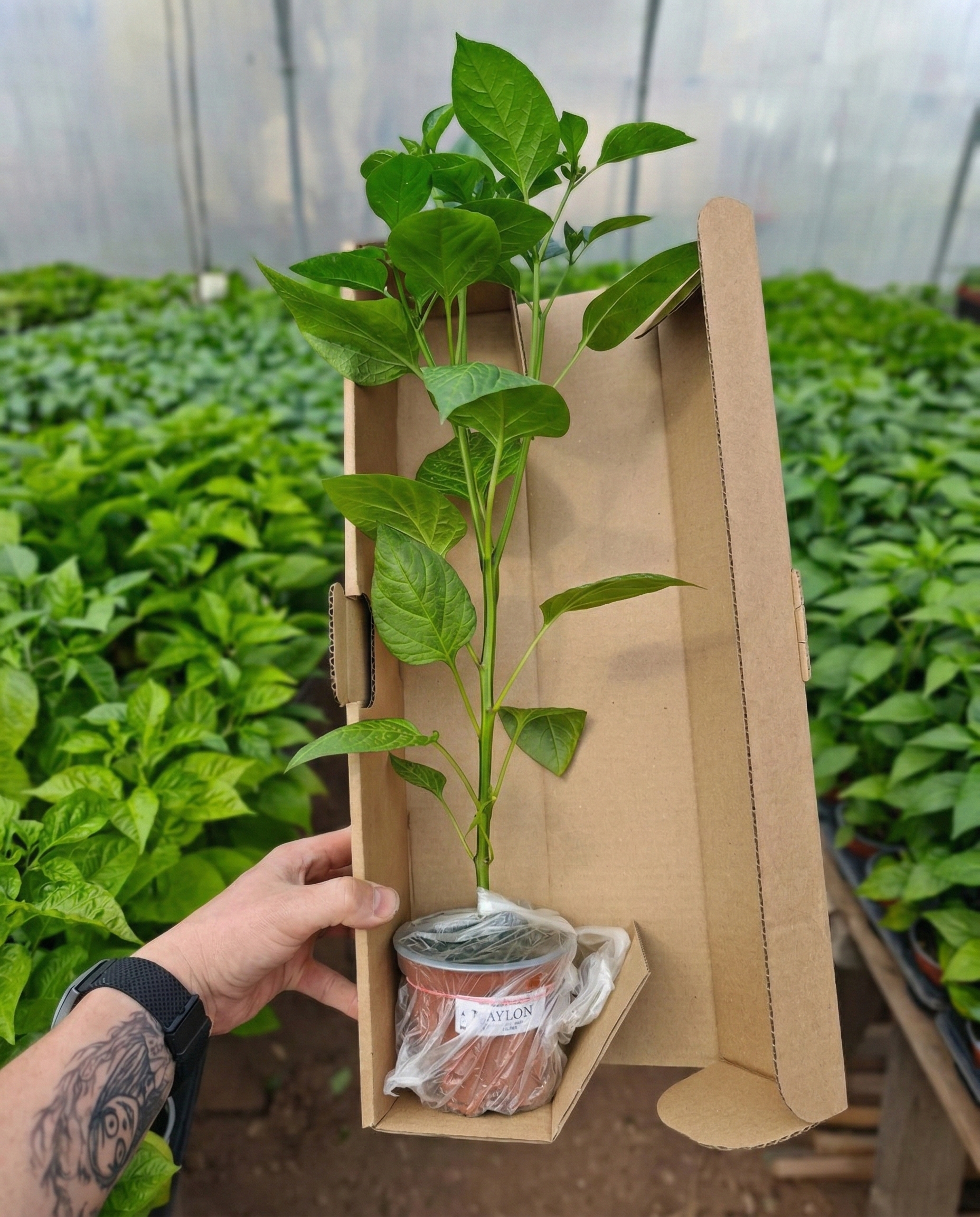 Sadenica Jalapeno Maylon – dospelá rastlina chilli papriky s červenými plodmi