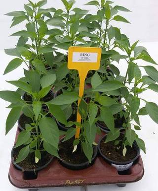 Sadenica Ring of Fire – dospelá rastlina chilli papriky s červenými luskami