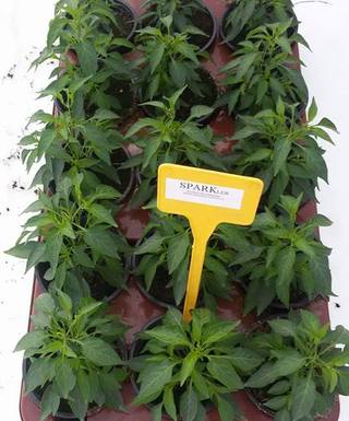 Sadenica Sparkler – detail drobných červených plodov rastúcich hore