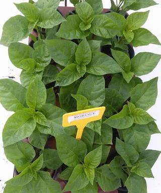 Sadenica Trinidad Scorpion Moruga – detail plodu