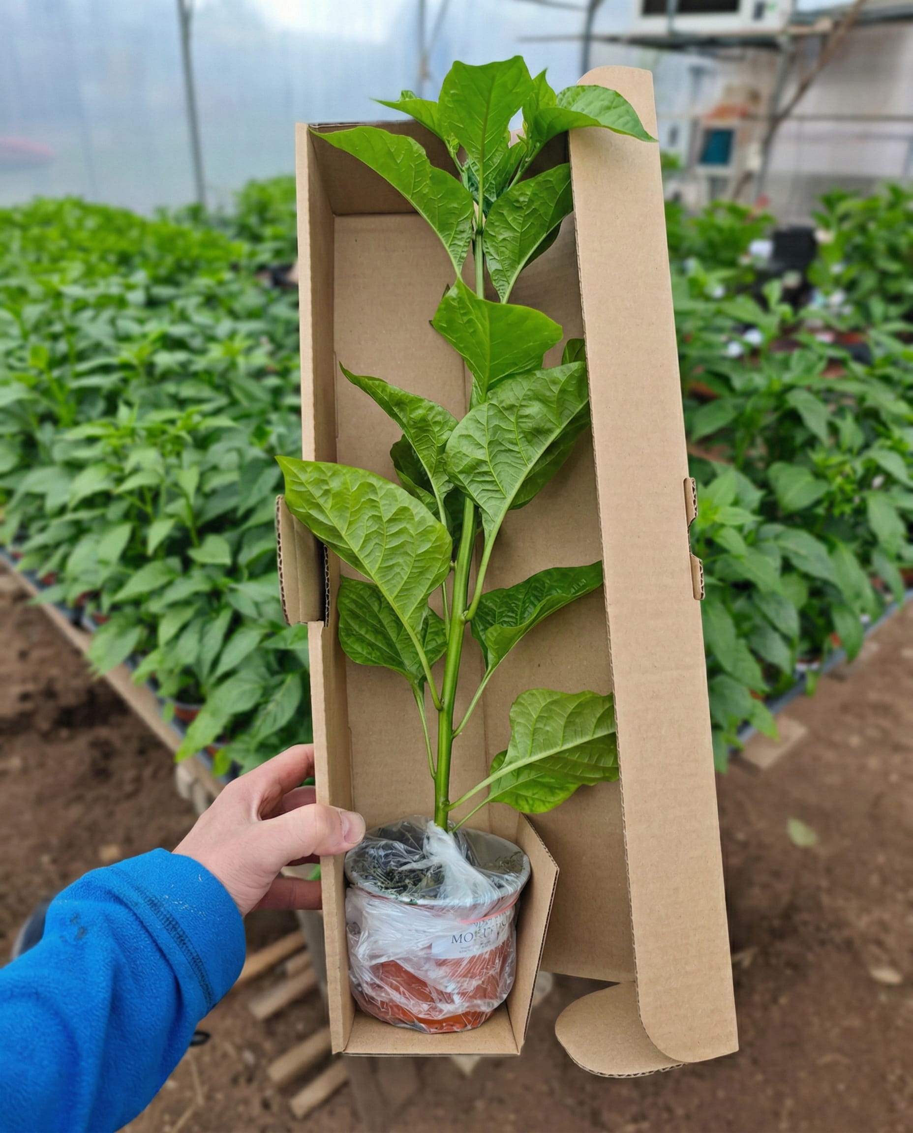 Sadenica Trinidad Scorpion Moruga – dospelá rastlina chilli papriky